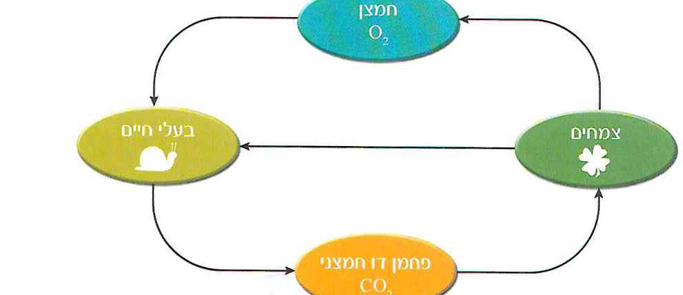 תרשים